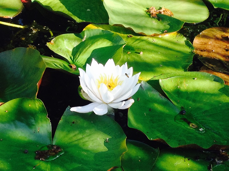 Nymphaea weis Eva Hofmann