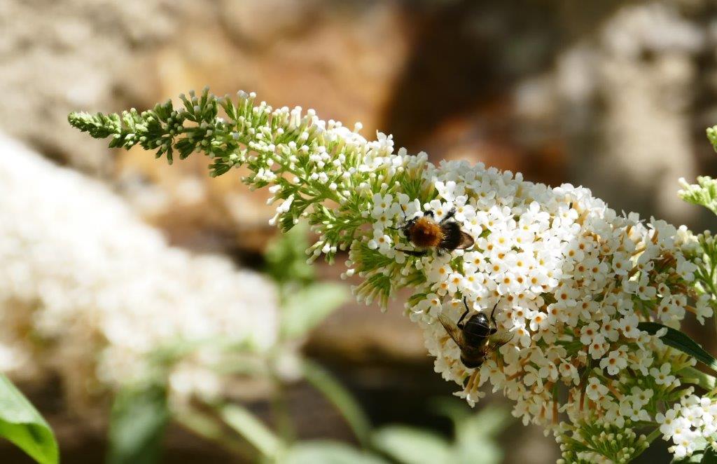 Ackerhummel