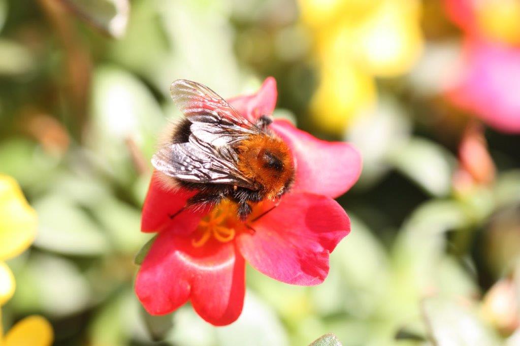 Baumhummel