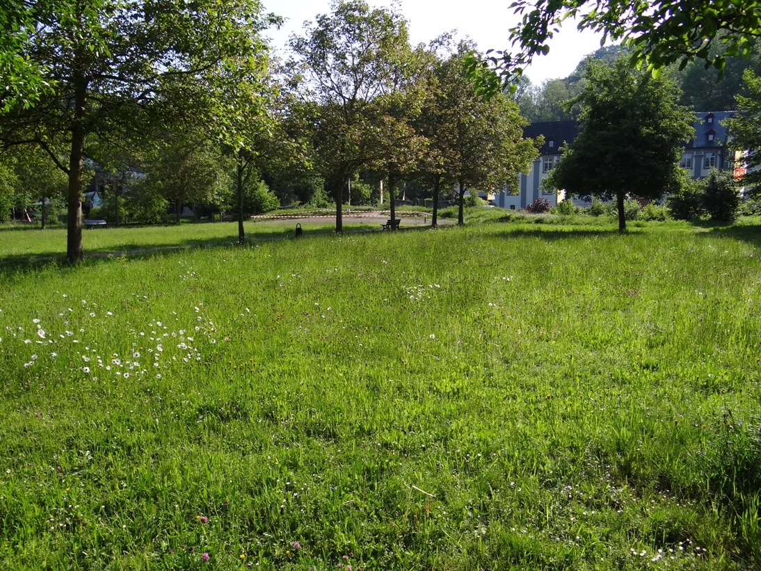 Bendorf Wiese Mitte Mai 2020
