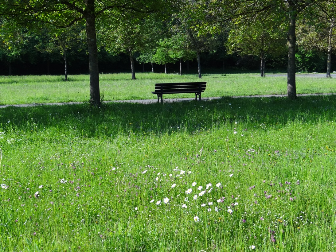 Bendorf Wiese Mai 2020