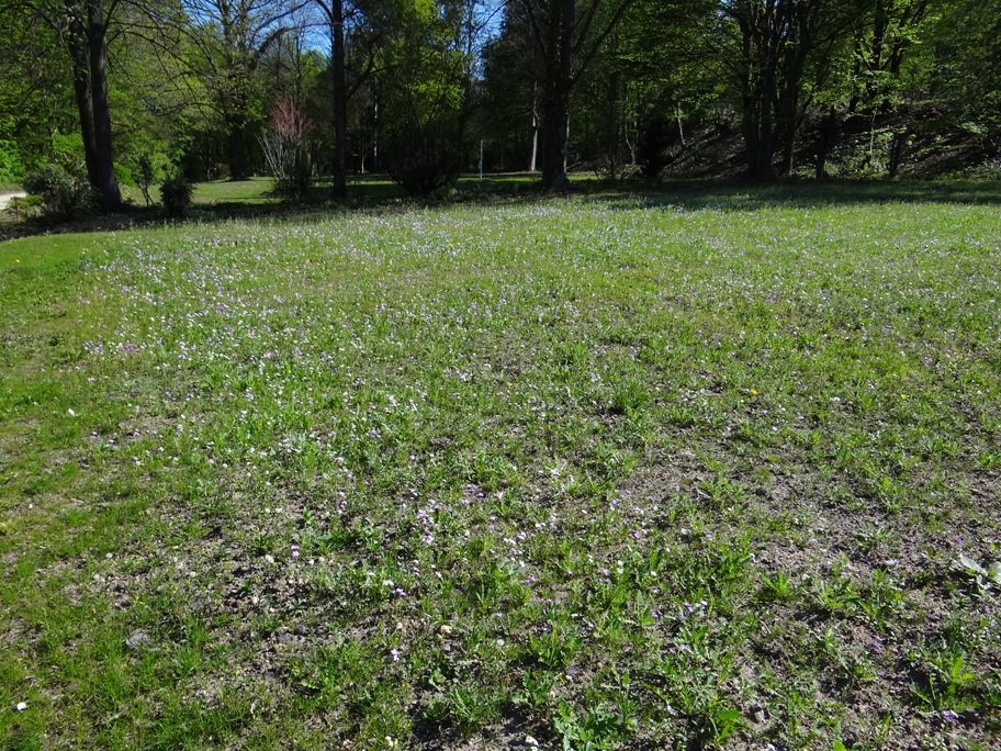 Blumenrasen Ko Friedhof