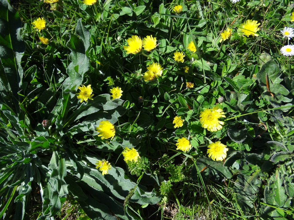 Blumenrasen 1