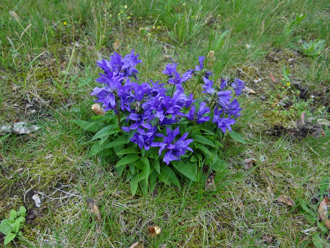 Bueschel-Glockenblume