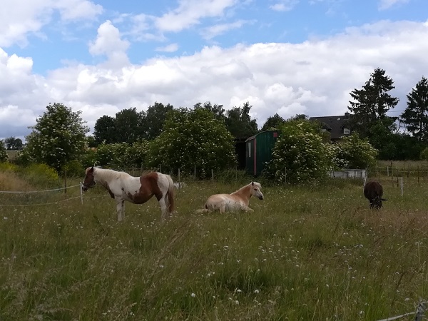 Die FARM Gering.jpg