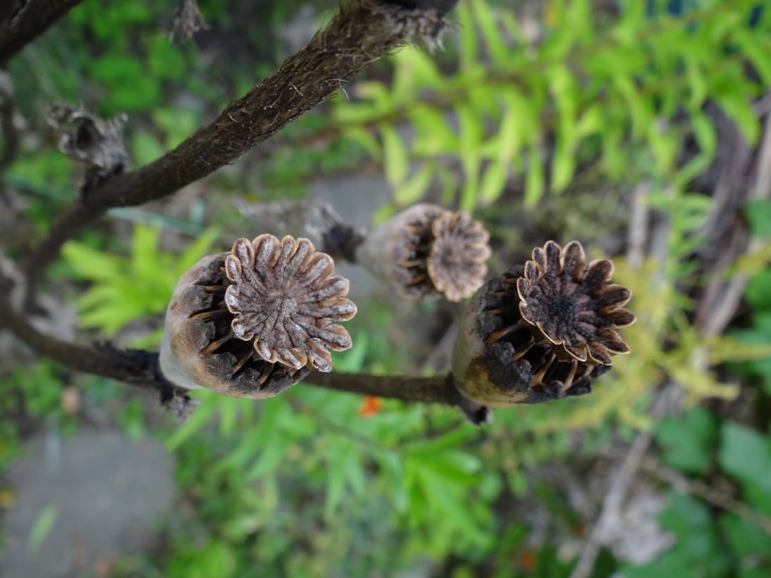Goldgrube Garten 10