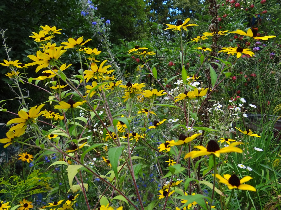 Goldgrube Garten 12