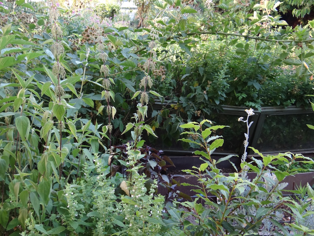 Goldgrube Garten 5
