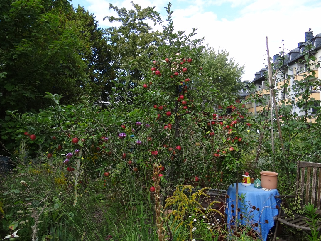 Goldgrube Garten 8