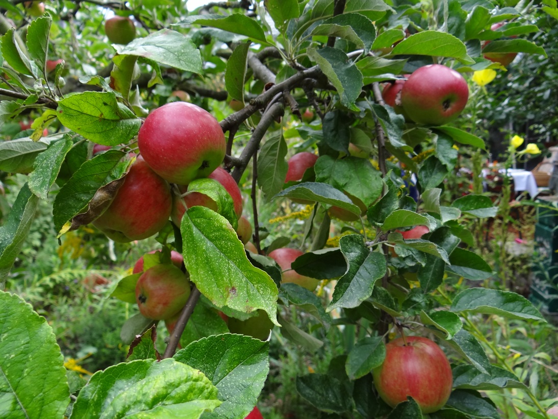 Goldgrube Garten 9