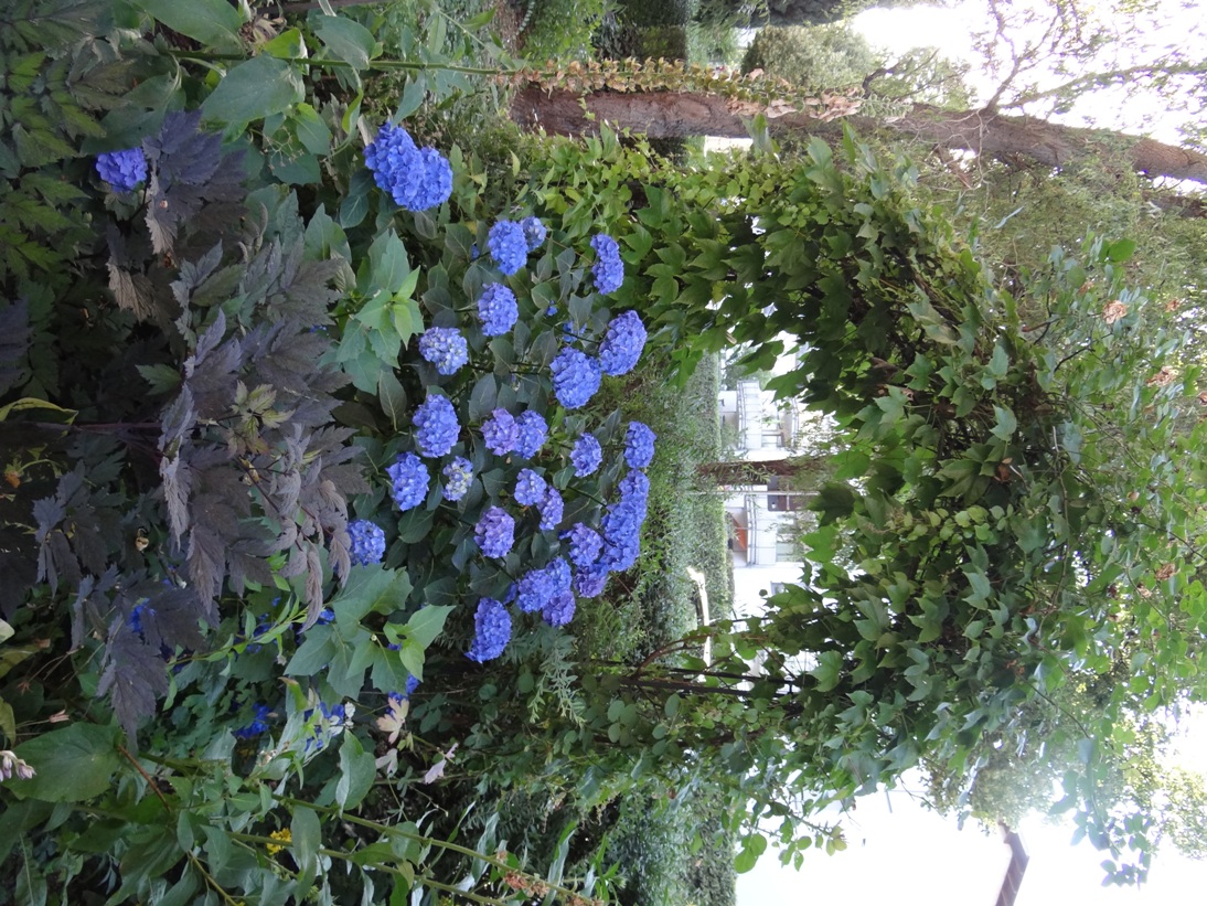 Goldgrube Vorgarten 1