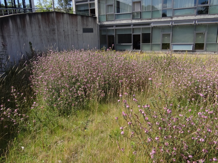 Hauhechel 1 21 Juli 2021