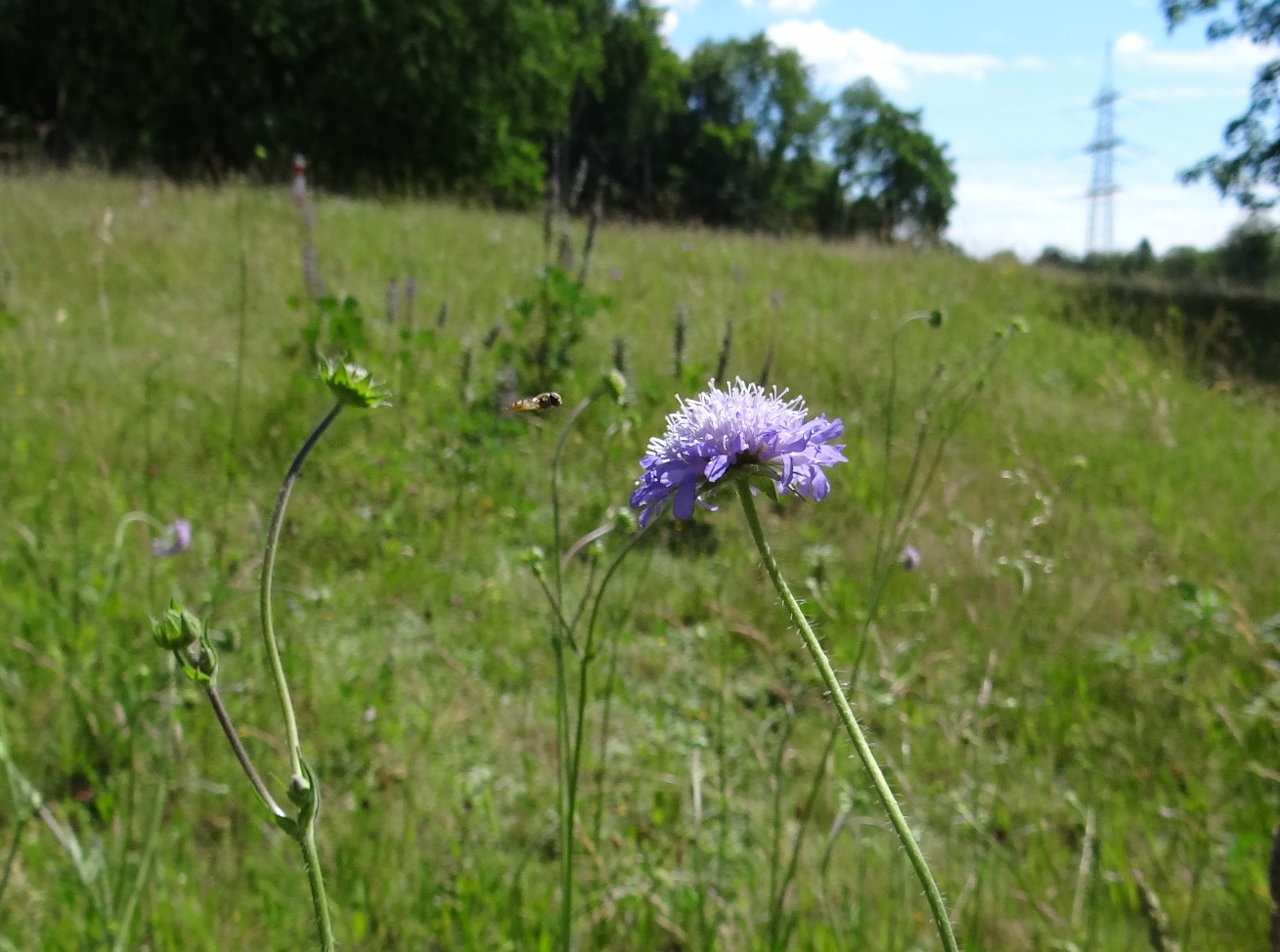 Insektenanflug Acker-Witwenblume