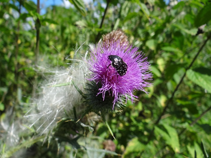 Kaefer schwarz weiß