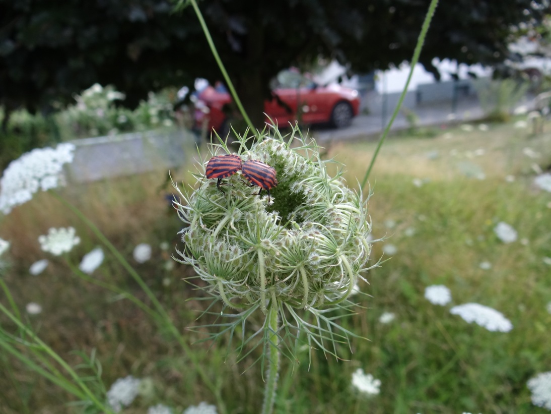 Koblenz Rasen Vorgarten 3 Juli 2020