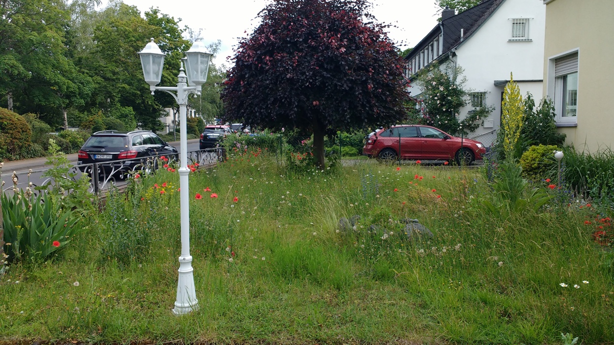 Koblenz Rasen Vorgarten 6 Juli 2020