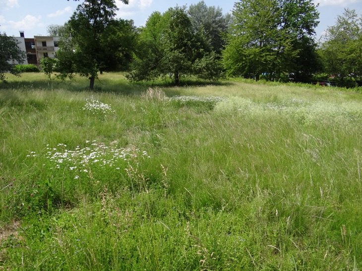 Heumulchsaat Moehre 17 Juni 2021