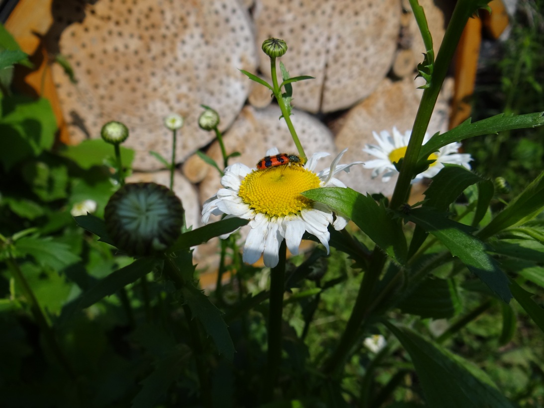 Ochtendung Garten Mai 2 2019