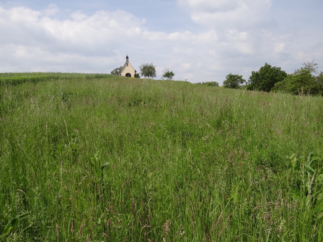 Ochtendung Wiese 2 Mai 2019