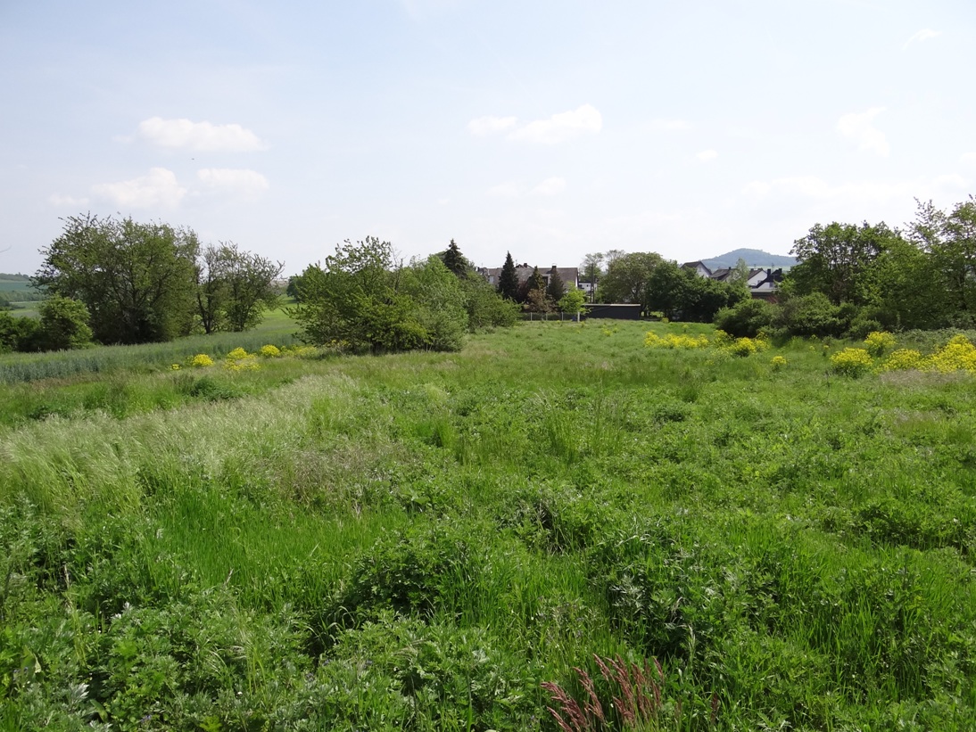 Ochtendung Wiese 4 Mai 2019