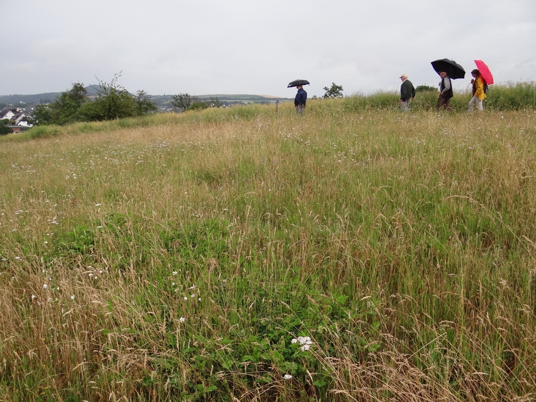 Ochtendung Wiese Juni 2020 10