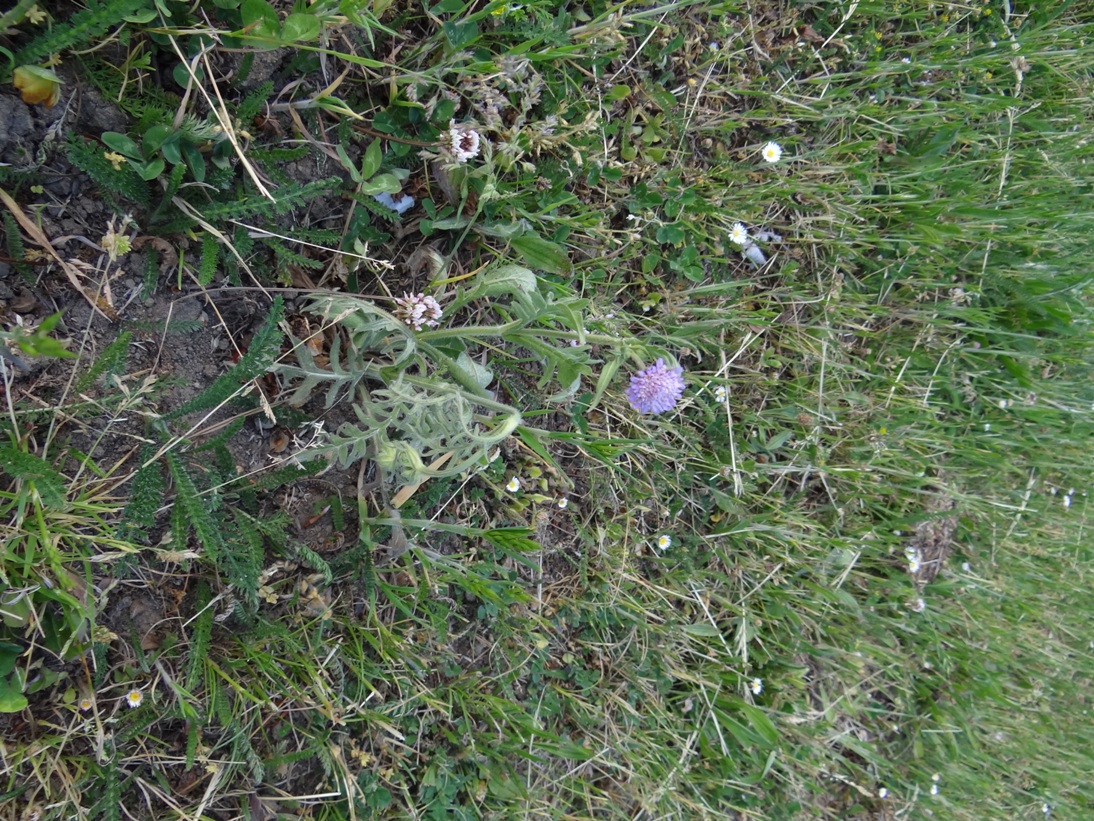 Polch Acker-Witwenblume Mai 2020