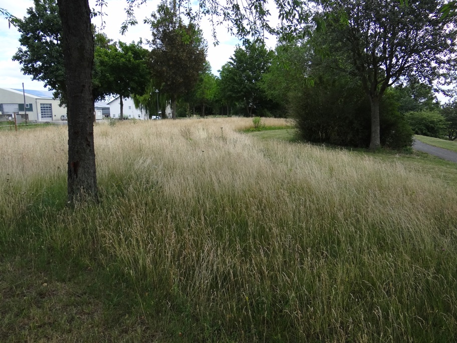 Polch Aufwuchs Rasen 2 Juli 2020