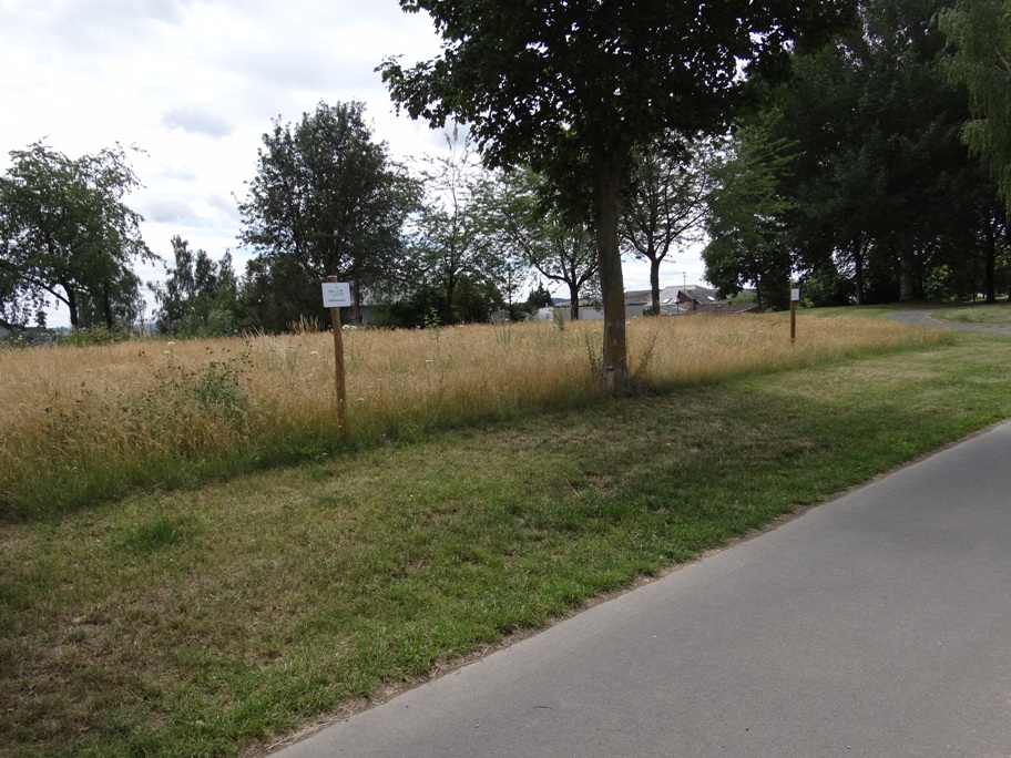 Polch Aufwuchs Rasen Juli 2020