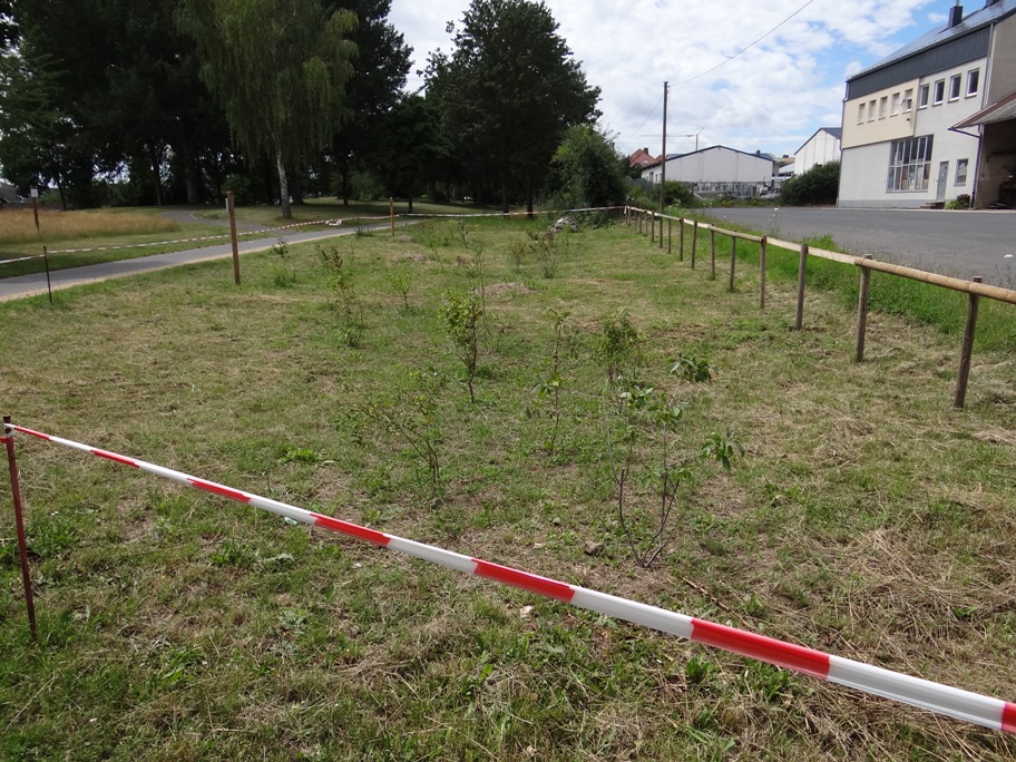 Polch Gehoelze Juli 2020