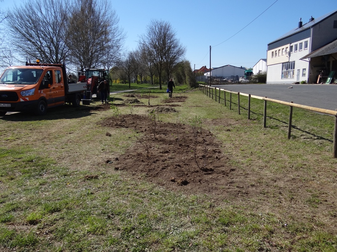 Polch Hecke 1 April 2020