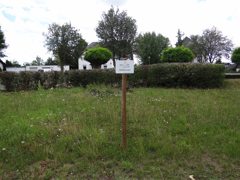 Polch Stauden 1 Juli 2020