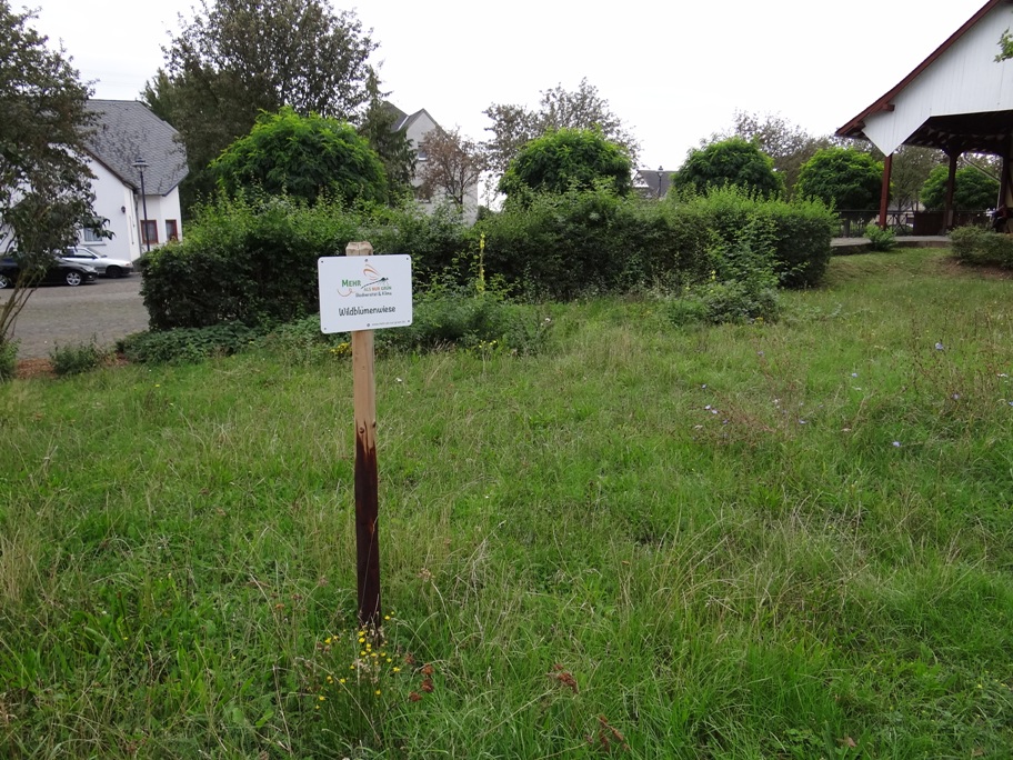 Polch Stauden 3 Sept 2020