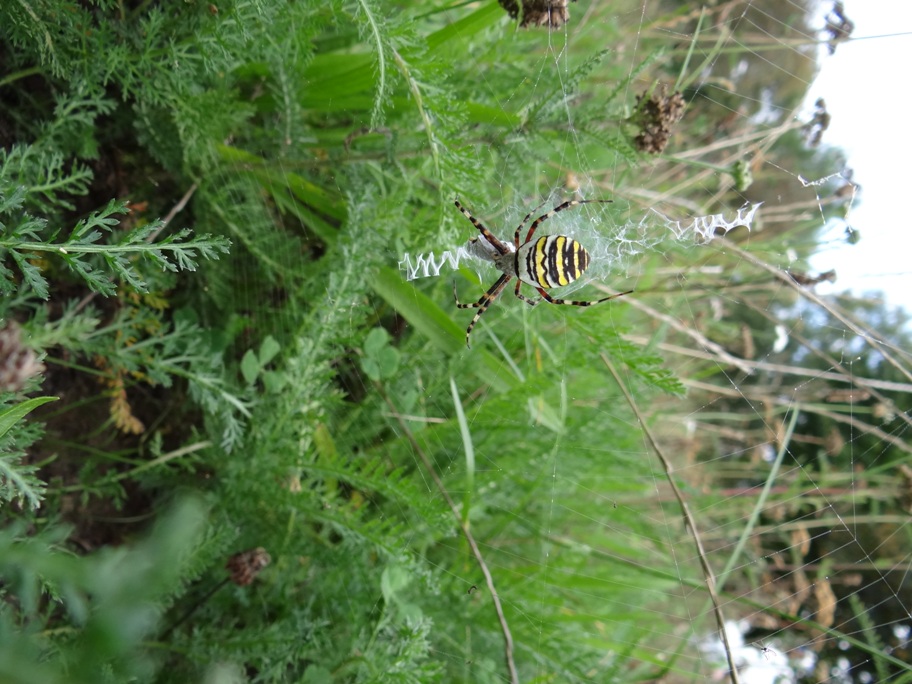 Polch Wespenspinne 1 Sep 2020