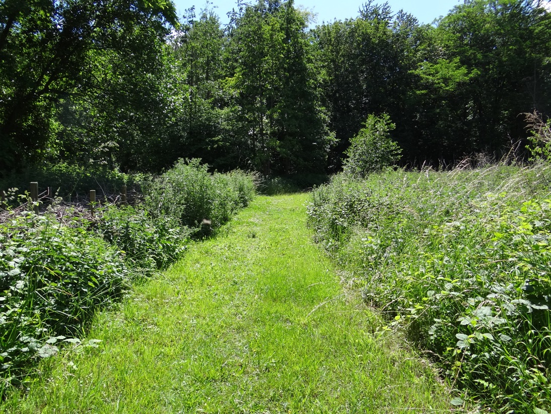 Waldsaum BFW