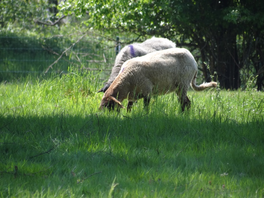 Schafe 1 Mai 2019 1