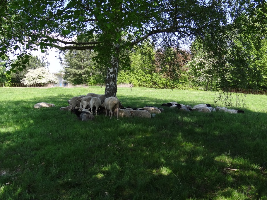 Schafe 1 Mai 2019 2