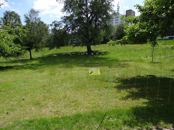 Schafe 26 Mai 2019 1