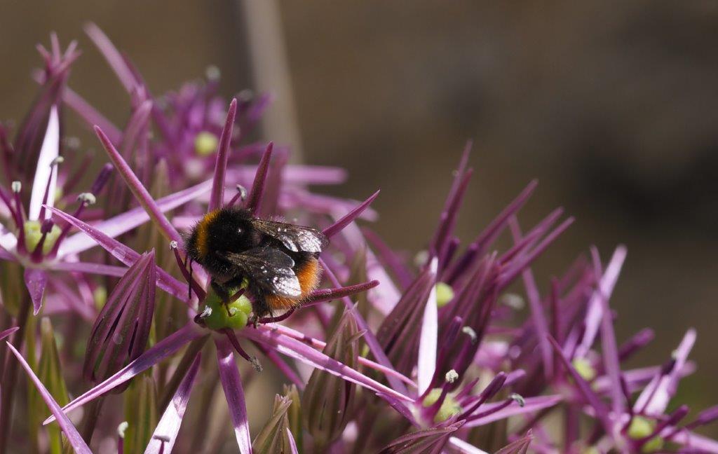 Steinhummel