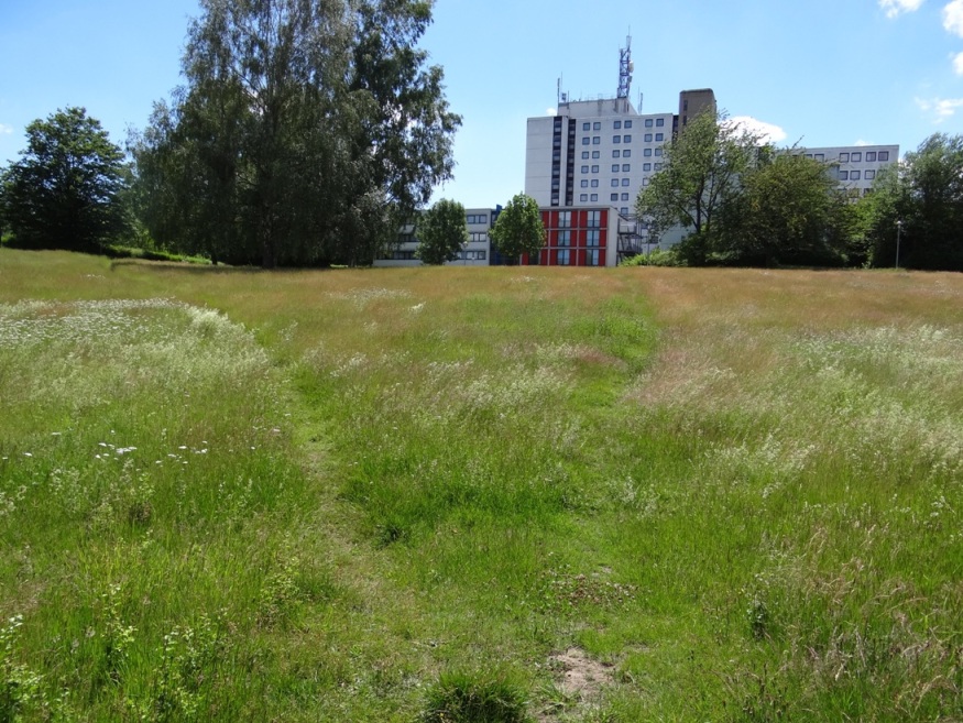 Trampelpfade 12 Juni 2020 2