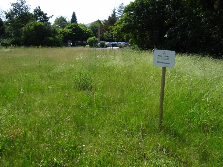 Wildblumenrasen 17 Juni 2021