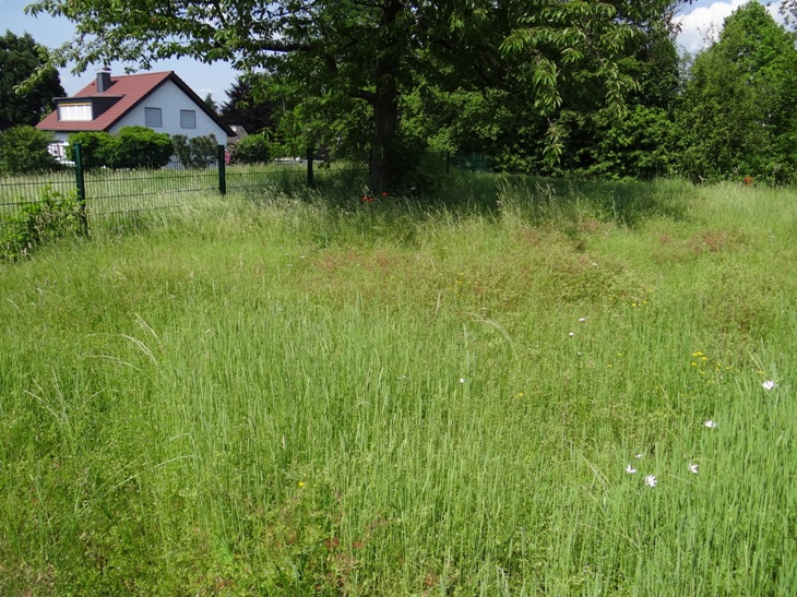Wildblumenwiese Neu 2 17 Juni 2021