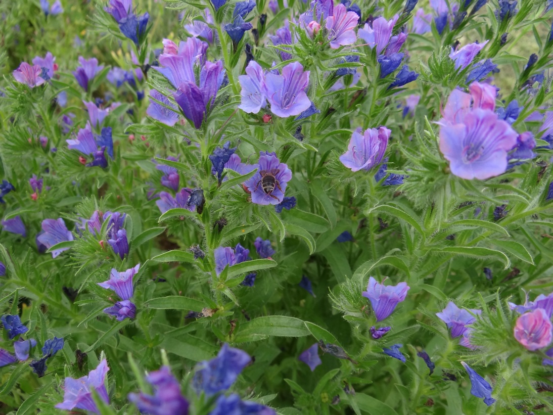Echium