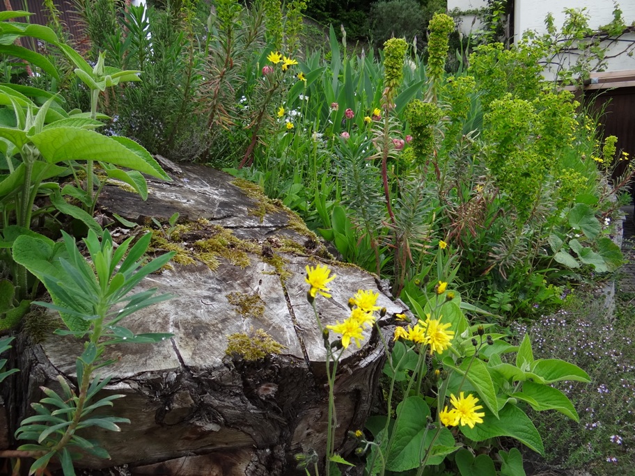 Brohl Garten 1