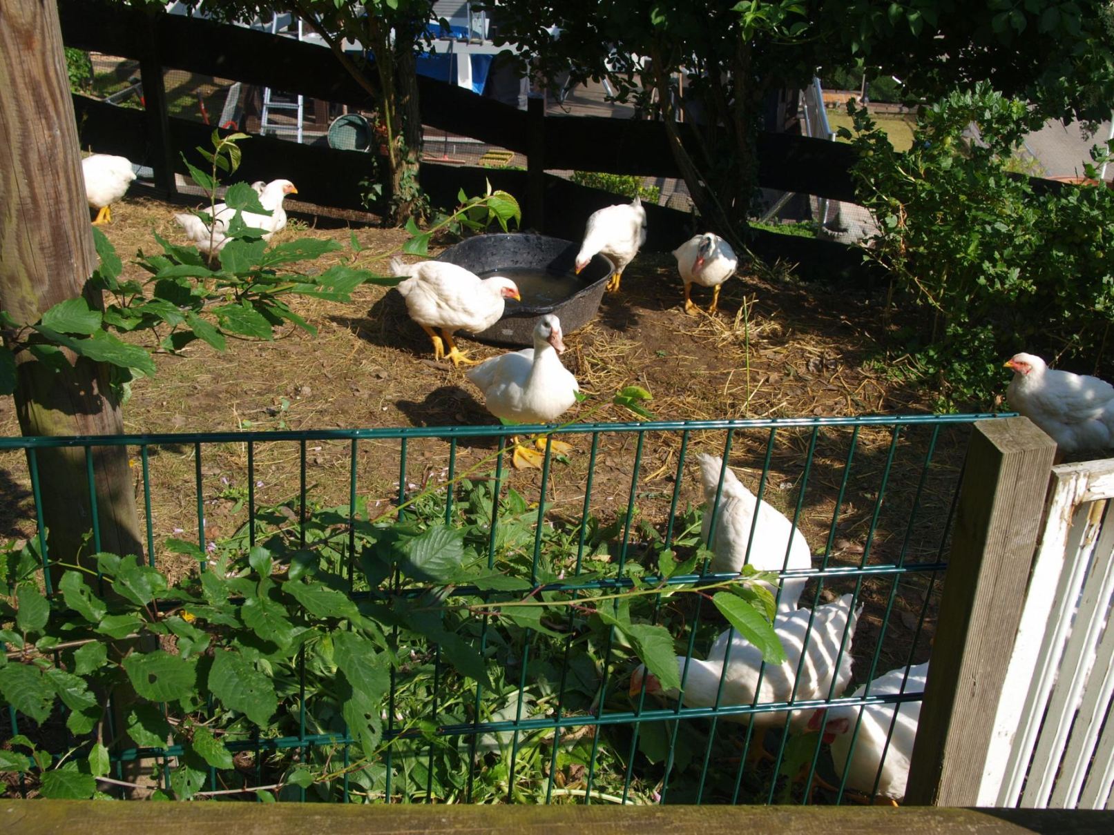 Brohl Garten Kleinvieh