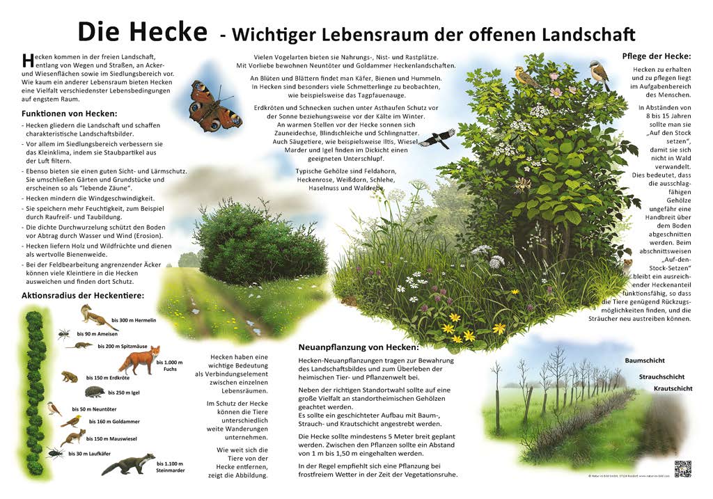 Hecke Schild 1