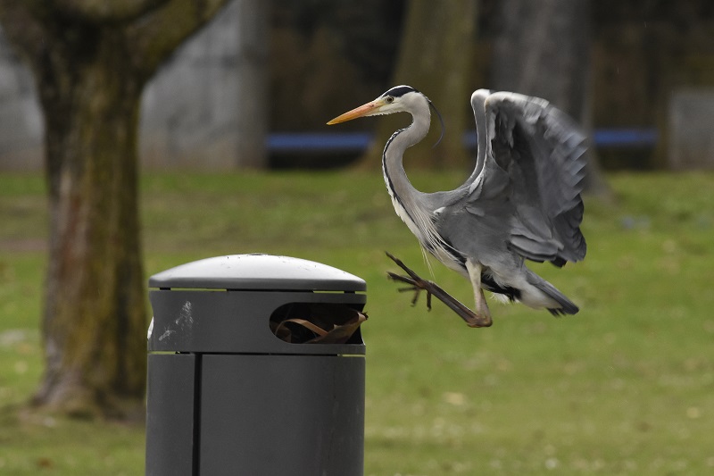 GW_Fischreiher_Mülleimer