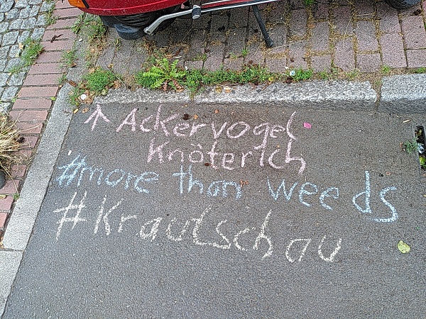 Krautschau