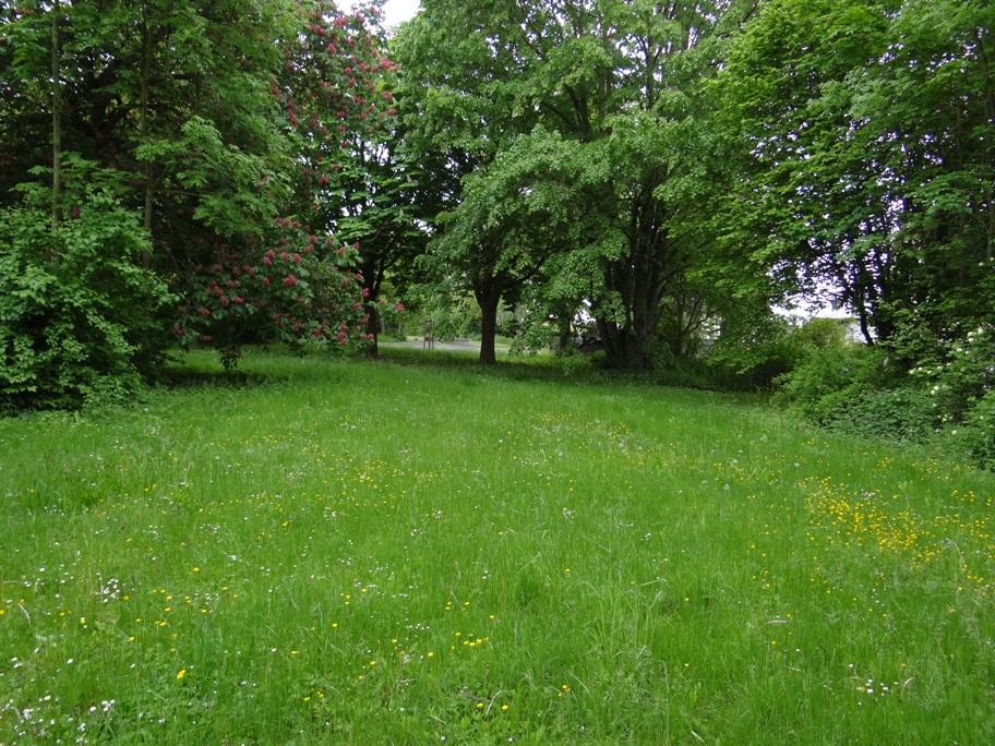 Naunheim Wildgehoelze 3