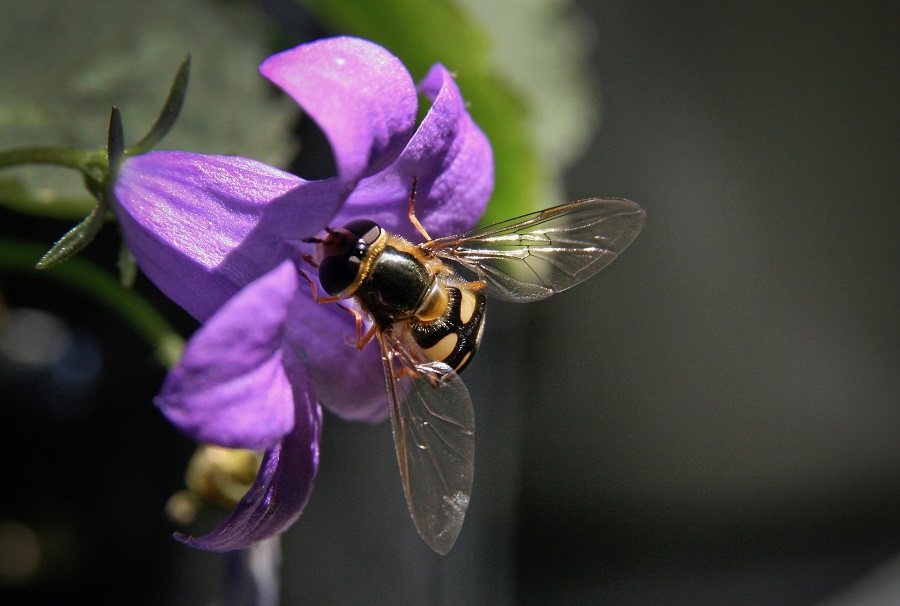 pixabay_Nennieinszweidrei_insect