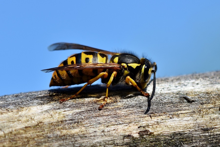 pixabay_Ralphs_Fotos_hornet
